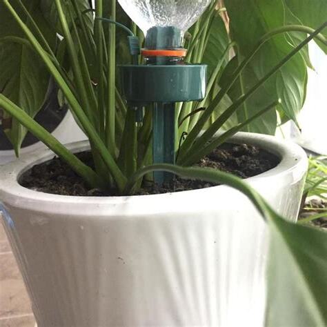 長時間不在家 植物